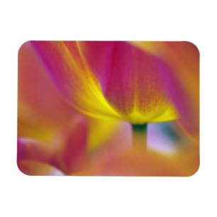 Magnet Flexible Gros plan sur le dessous d'une fleur de tulipe, Ku
