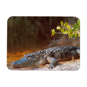 Magnet Flexible Gros plan sur un alligator américain au J.N.