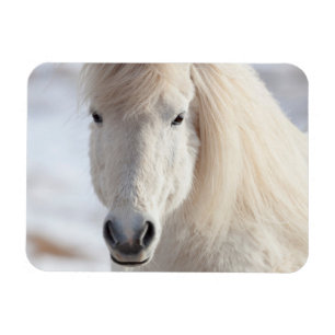 Magnet Flexible Gros plan sur un cheval islandais blanc