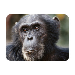 Magnet Flexible Gros plan sur un chimpanzé mâle