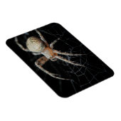 Magnet Flexible Grosse merveille : Araignée européenne (Côté Droit)