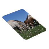 Magnet Flexible Groupe d'Appaloosa Horses Grazing (Côté Droit)