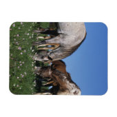 Magnet Flexible Groupe d'Appaloosa Horses Grazing (Horizontal)