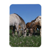 Magnet Flexible Groupe d'Appaloosa Horses Grazing (Vertical)