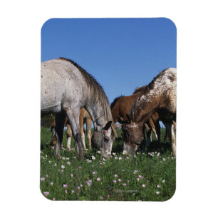 Magnet Flexible Groupe d'Appaloosa Horses Grazing