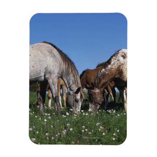 Magnet Flexible Groupe d'Appaloosa Horses Grazing (Vertical)
