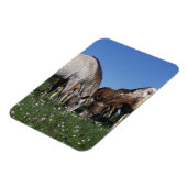 Magnet Flexible Groupe d'Appaloosa Horses Grazing (Côté Gauche)