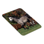Magnet Flexible Groupe de Chevaux arabes en course (Côté Droit)