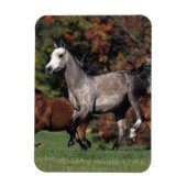 Magnet Flexible Groupe de Chevaux arabes en course (Vertical)