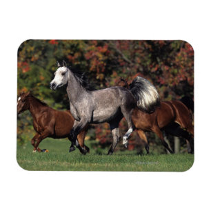 Magnet Flexible Groupe de Chevaux arabes en course