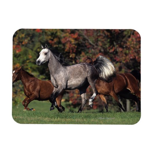 Magnet Flexible Groupe de Chevaux arabes en course (Horizontal)