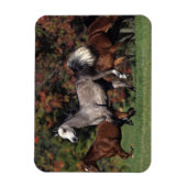 Magnet Flexible Groupe de Chevaux arabes en course (Vertical)
