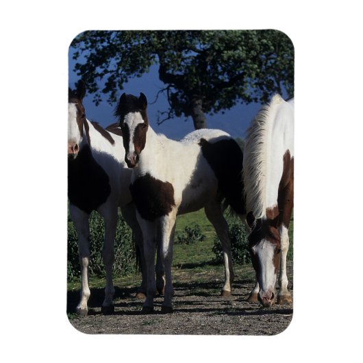 Magnet Flexible Groupe de Chevaux de Peinture (Vertical)