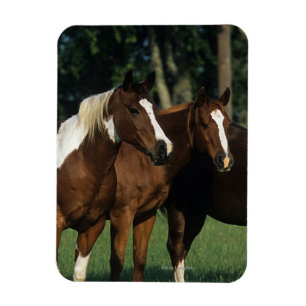 Magnet Flexible Groupe de Chevaux de Peinture debout