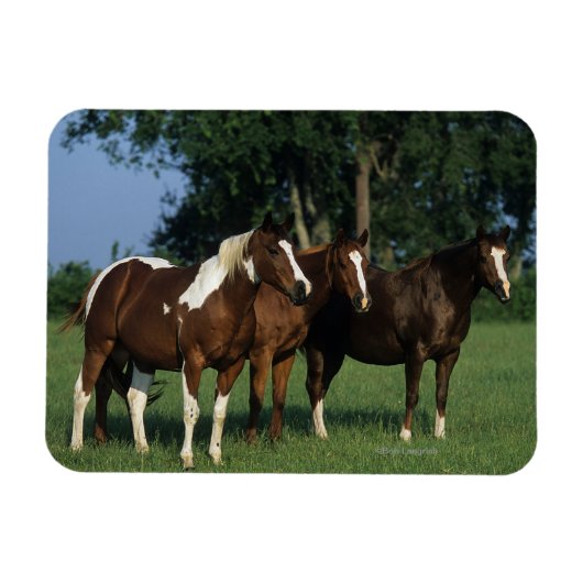Magnet Flexible Groupe de Chevaux de Peinture debout (Horizontal)