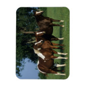 Magnet Flexible Groupe de Chevaux de Peinture debout (Vertical)