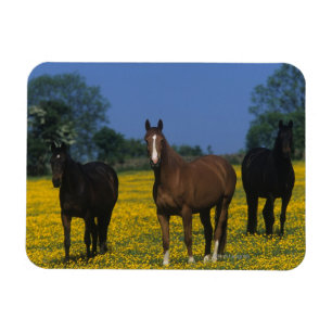 Magnet Flexible Groupe de chevaux de pur sang