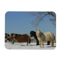 Groupe de Chevaux miniatures dans la neige