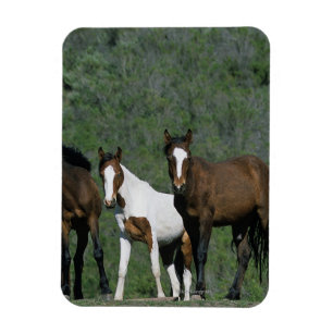 Magnet Flexible Groupe de Chevaux sauvages Mustang