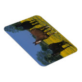 Magnet Flexible Groupe de chevaux Thoroughbred (Côté Droit)