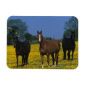 Magnet Flexible Groupe de chevaux Thoroughbred (Horizontal)