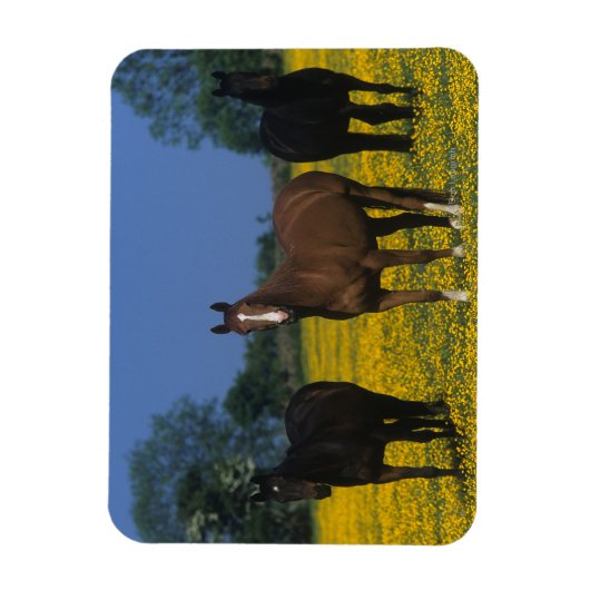 Magnet Flexible Groupe de chevaux Thoroughbred (Vertical)