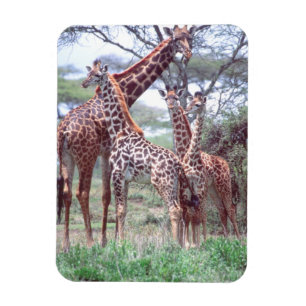 Magnet Flexible Groupe de girafes ou troupeau avec jeunes, Giraffa