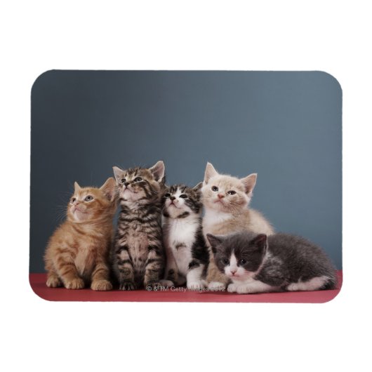 Magnet Flexible Groupe de Kittens (Horizontal)