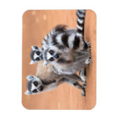 Magnet Flexible Groupe de lémuriens à queue annelée (Vertical)