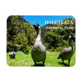 Magnet Flexible Groupe de Nēnê, Parc national Haleakalā, Maui, HI (Horizontal)