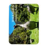 Magnet Flexible Groupe de Nēnê, Parc national Haleakalā, Maui, HI (Vertical)