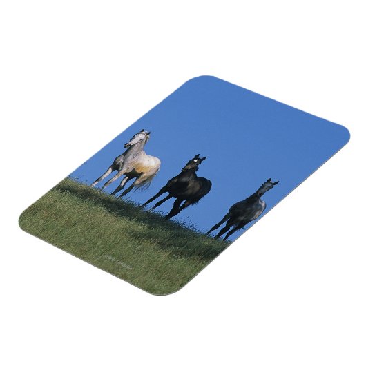 Magnet Flexible Groupe des Arabes (Côté Gauche)