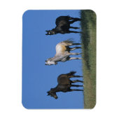 Magnet Flexible Groupe des Arabes (Vertical)