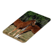 Magnet Flexible Groupe des poulains de Thoroughbred (Côté Gauche)