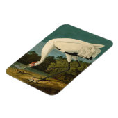 Magnet Flexible Grue blanche Audubon Peinture d'oiseaux (Côté Gauche)