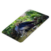 Magnet Flexible Grue couronnée africaine (Côté Gauche)