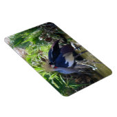 Magnet Flexible Grue couronnée africaine (Côté Droit)