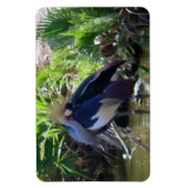 Magnet Flexible Grue couronnée africaine (Vertical)