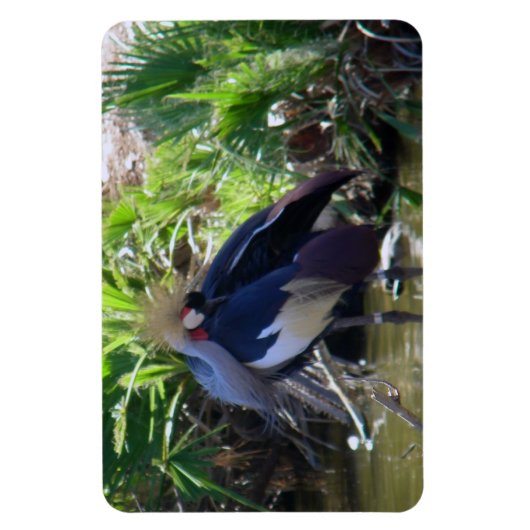 Magnet Flexible Grue couronnée africaine (Vertical)