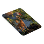 Magnet Flexible Grue du Canada avec poussins, Floride (Côté Droit)