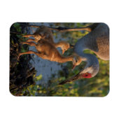 Magnet Flexible Grue du Canada avec poussins, Floride (Horizontal)