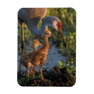 Magnet Flexible Grue du Canada avec poussins, Floride