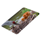 Magnet Flexible Grue du Grand Sandhill Père et enfant (Côté Gauche)
