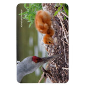 Magnet Flexible Grue du Grand Sandhill Père et enfant (Vertical)