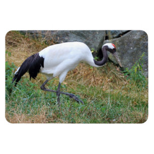 Magnet Flexible Grus japonensis