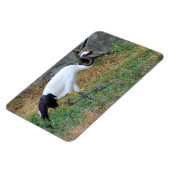 Magnet Flexible Grus japonisis (Côté Gauche)