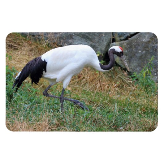 Magnet Flexible Grus japonisis (Horizontal)