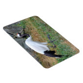 Magnet Flexible Grus japonisis (Côté Droit)