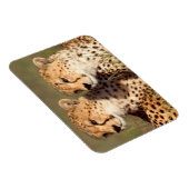Magnet Flexible Guépard Allongé Dans L'herbe, Ngorongoro Conservat (Côté Droit)