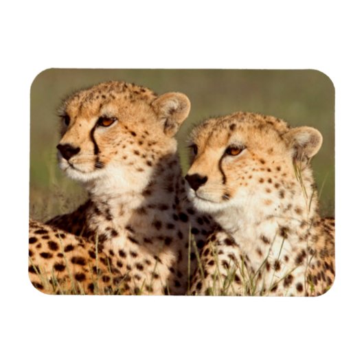 Magnet Flexible Guépard Allongé Dans L'herbe, Ngorongoro Conservat (Horizontal)